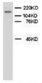 Myeloperoxidase antibody, AP23272PU-N, Origene, Western Blot image 