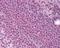 Afadin, Adherens Junction Formation Factor antibody, 49-700, ProSci, Immunohistochemistry paraffin image 