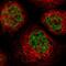 Polymerase delta-interacting protein 3 antibody, HPA018419, Atlas Antibodies, Immunofluorescence image 