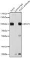 Signal Transducer And Activator Of Transcription 1 antibody, GTX64344, GeneTex, Immunoprecipitation image 