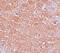 Solute Carrier Family 39 Member 12 antibody, 6101, ProSci Inc, Immunohistochemistry frozen image 