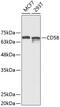 CD58 Molecule antibody, GTX32503, GeneTex, Western Blot image 