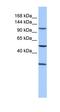 Stromal Antigen 3 antibody, orb330720, Biorbyt, Western Blot image 