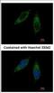 Cytochrome P450 2C8 antibody, NBP2-16078, Novus Biologicals, Immunocytochemistry image 