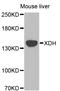 Xanthine Dehydrogenase antibody, STJ110600, St John