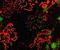 SCP1 antibody, PA1-16763, Invitrogen Antibodies, Immunofluorescence image 