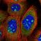 Protein LOC644249 antibody, NBP2-48843, Novus Biologicals, Immunofluorescence image 