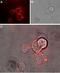 Nectin Cell Adhesion Molecule 1 antibody, PA5-77524, Invitrogen Antibodies, Immunocytochemistry image 