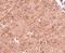 Ceramide Synthase 5 antibody, PA5-20647, Invitrogen Antibodies, Immunohistochemistry frozen image 