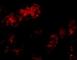 Bcl2 Modifying Factor antibody, NBP1-76666, Novus Biologicals, Immunofluorescence image 