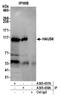HAUS augmin-like complex subunit 6 antibody, A305-457A, Bethyl Labs, Immunoprecipitation image 