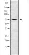 Cytochrome C Oxidase Subunit 7A2 Like antibody, orb336279, Biorbyt, Western Blot image 