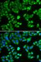 SH2B adapter protein 1 antibody, orb167433, Biorbyt, Immunofluorescence image 