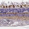 Retinol Dehydrogenase 13 antibody, HPA042006, Atlas Antibodies, Immunohistochemistry frozen image 