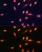 Histone Cluster 3 H3 antibody, GTX54100, GeneTex, Immunofluorescence image 