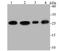 Phosphoglycerate mutase 1 antibody, NBP2-76862, Novus Biologicals, Western Blot image 