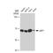Baculoviral IAP Repeat Containing 2 antibody, GTX01530, GeneTex, Western Blot image 