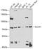 Solute Carrier Family 3 Member 1 antibody, GTX33506, GeneTex, Western Blot image 