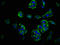 Growth Hormone Releasing Hormone Receptor antibody, LS-C670264, Lifespan Biosciences, Immunofluorescence image 