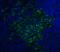 Sequestosome 1 antibody, 5449, ProSci, Immunofluorescence image 