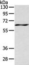 Leucine zipper putative tumor suppressor 1 antibody, CSB-PA117539, Cusabio, Western Blot image 