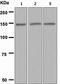 Jagged Canonical Notch Ligand 2 antibody, ab109627, Abcam, Western Blot image 
