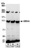 Ubiquitination Factor E4A antibody, A304-295A, Bethyl Labs, Western Blot image 