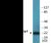 Cyclin Dependent Kinase Inhibitor 1B antibody, EKC2483, Boster Biological Technology, Western Blot image 