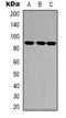 Neurotrophic Receptor Tyrosine Kinase 1 antibody, orb318868, Biorbyt, Western Blot image 