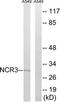 Natural Cytotoxicity Triggering Receptor 3 antibody, TA316276, Origene, Western Blot image 