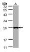 Lipopolysaccharide Induced TNF Factor antibody, LS-B8921, Lifespan Biosciences, Western Blot image 