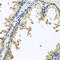 Neuroligin 4 Y-Linked antibody, 19-401, ProSci, Immunohistochemistry paraffin image 