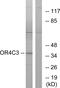 Olfactory Receptor Family 4 Subfamily C Member 3 antibody, GTX87290, GeneTex, Western Blot image 