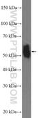 Nuclear Factor I C antibody, 16399-1-AP, Proteintech Group, Western Blot image 