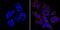 CD15 antibody, MA1-022-PE, Invitrogen Antibodies, Immunofluorescence image 