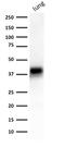 CD326 / EpCAM antibody, AE00150, Aeonian Biotech, Western Blot image 