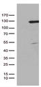 RB Transcriptional Corepressor Like 1 antibody, TA811337S, Origene, Western Blot image 