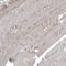Semaphorin 7A (John Milton Hagen Blood Group) antibody, HPA042273, Atlas Antibodies, Immunohistochemistry frozen image 