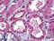 Solute Carrier Family 11 Member 2 antibody, LS-B5484, Lifespan Biosciences, Immunohistochemistry frozen image 