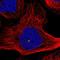 High Mobility Group Box 4 antibody, NBP1-93780, Novus Biologicals, Immunofluorescence image 