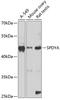 Speedy/RINGO Cell Cycle Regulator Family Member A antibody, GTX64983, GeneTex, Western Blot image 