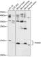 Phosphodiesterase 6D antibody, 15-713, ProSci, Western Blot image 