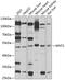 Proto-oncogene Wnt-1 antibody, 18-659, ProSci, Western Blot image 