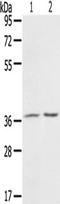 PDZ And LIM Domain 4 antibody, TA350354, Origene, Western Blot image 