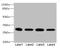 Eukaryotic translation initiation factor 3 subunit K antibody, orb41215, Biorbyt, Western Blot image 