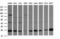 RAB21, Member RAS Oncogene Family antibody, M05683-2, Boster Biological Technology, Western Blot image 