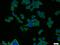 Fibroblast Growth Factor Binding Protein 2 antibody, 13254-1-AP, Proteintech Group, Immunofluorescence image 