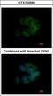 CDC42 Binding Protein Kinase Alpha antibody, LS-C185496, Lifespan Biosciences, Immunocytochemistry image 