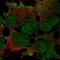Zinc Finger Protein 560 antibody, HPA063209, Atlas Antibodies, Immunocytochemistry image 