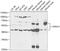 CDK5 Regulatory Subunit Associated Protein 1 Like 1 antibody, GTX33087, GeneTex, Western Blot image 